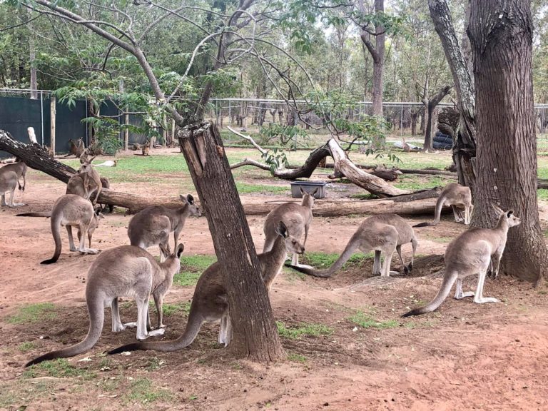 Eastern Australia Perfect Itinerary | Jan Adventures